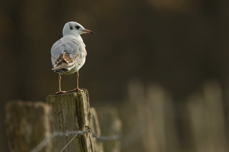 foto: Harvey van Diek